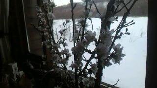 看板猫が行く~粉雪~♪