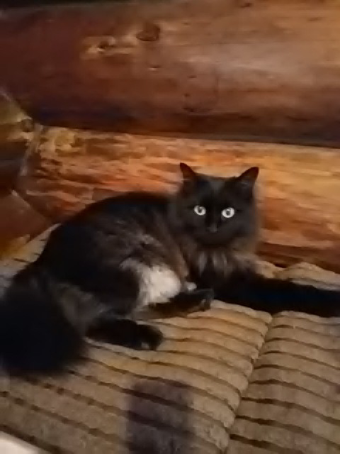 看板猫が行く~パパの歌