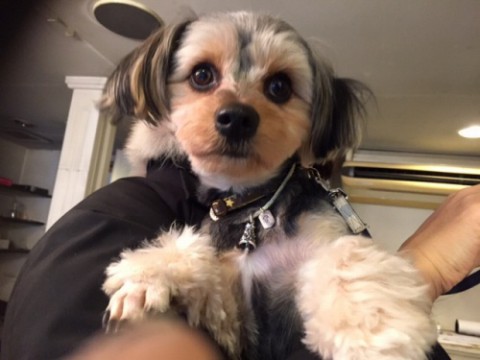 オーダーメイド愛犬ドックタグ唐草ベルネックレス! 臨時休業