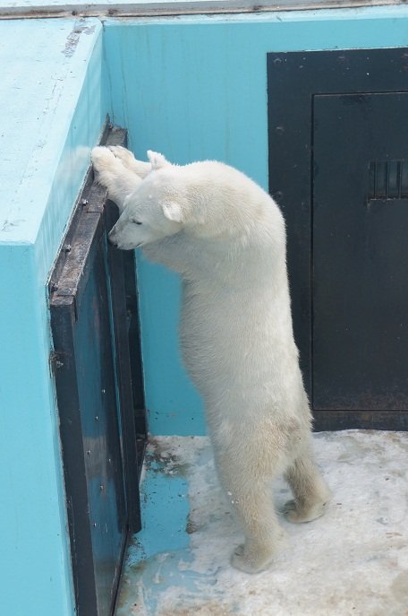 おびひろ動物園　冬の営業最終日