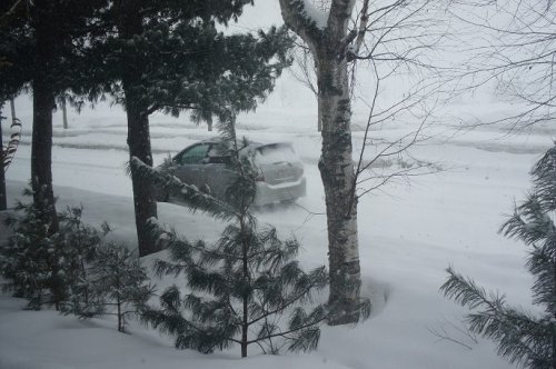 神戸から春を届けてくれました