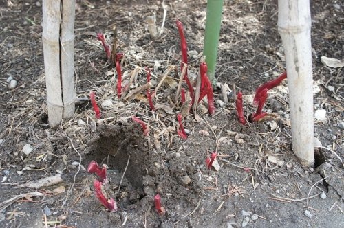 遅ればせながら、春の芽生え
