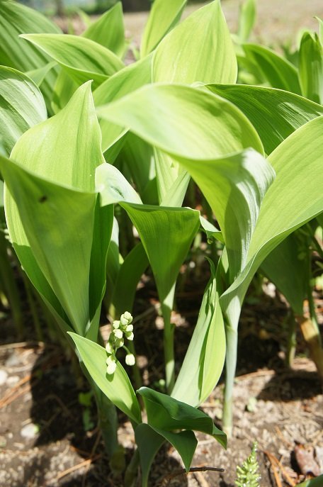 家の庭の鈴蘭が…
