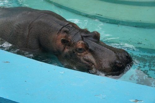 全国のダイちゃんファンのみなさんへ(おびひろ動物園)