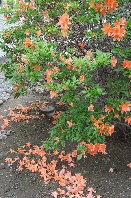 今年も咲いたね→今年は咲いてね