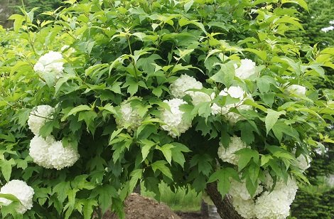 最近出会った花々