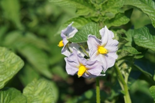 おいしくな~れ!いっぱいな~れッ!