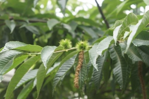 今年も豊作だといいな