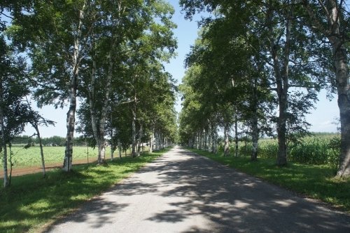 駒場の白樺並木（夏・冬）