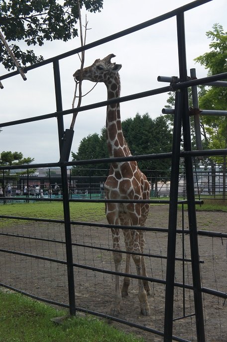 キリンのスカイが釧路へ…（おびひろ動物園）