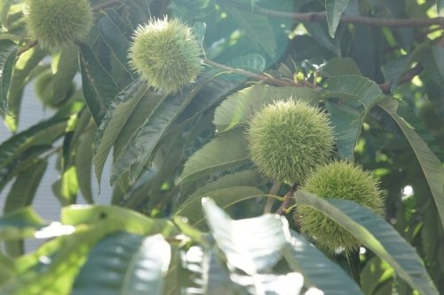 今年の栗の収穫状況