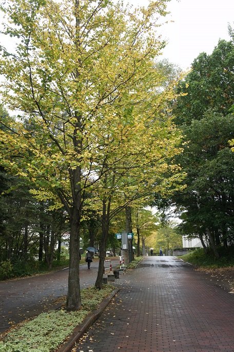 たまには、芸術の秋。