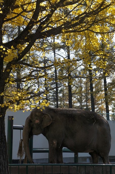 しばしの別れじゃ~ッ(おびひろ動物園)