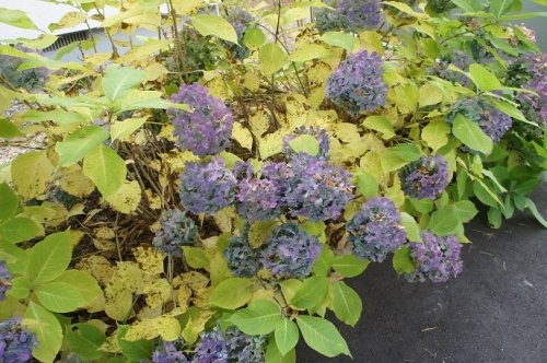 せっせと冬支度です。