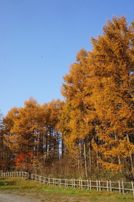 秋の名残り（忠類～大樹～広尾方面）