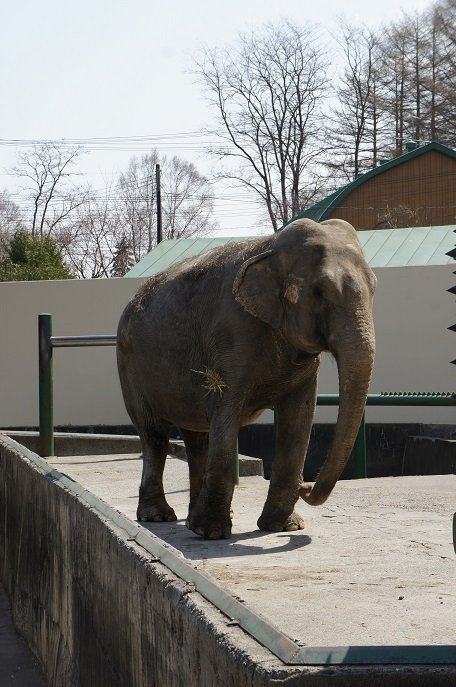 夏期開園！おびひろ動物園…zzz… zoo