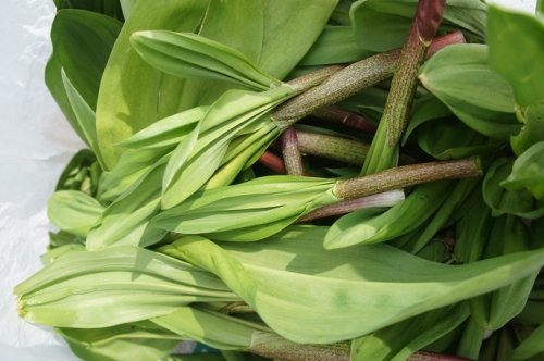 山菜採り＆ドライブ～♪　新得・屈足方面