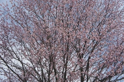 桜～♪さくら～♪　緑ヶ丘公園
