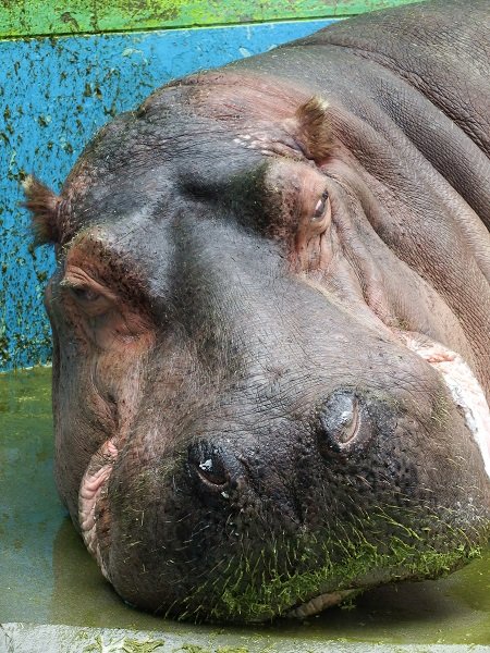 ある日のおびひろ動物園