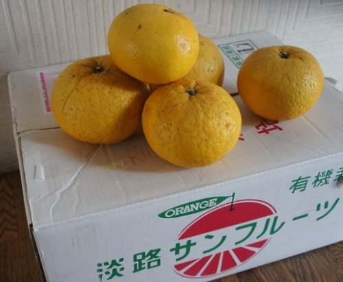 淡路からサンフルーツが届きました