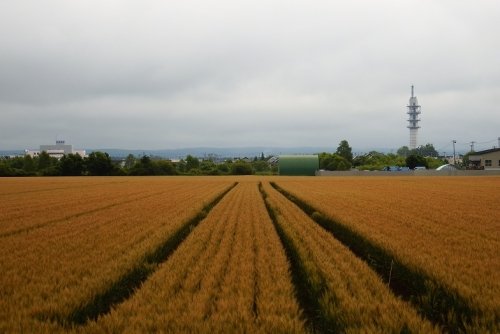 かなり色づいてきました。