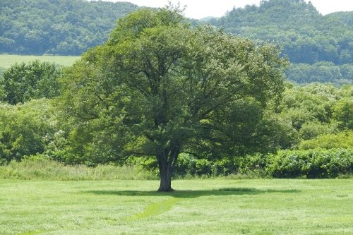 豊頃町・ハルニレの木