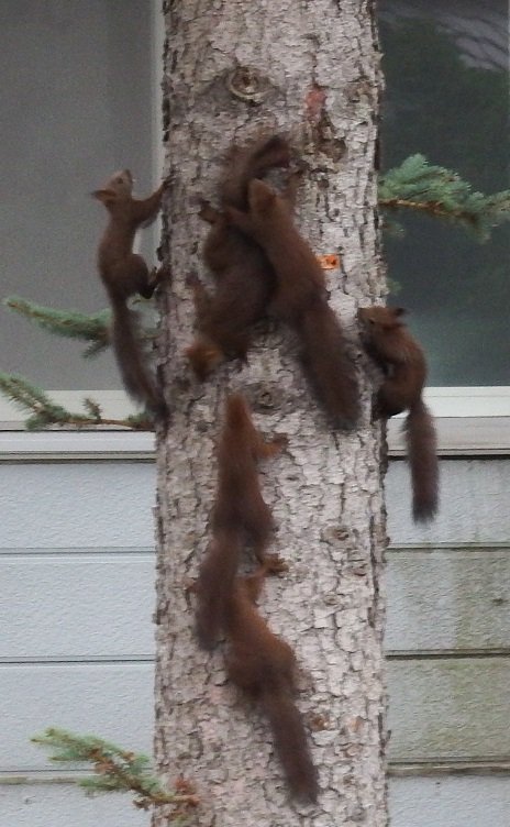 エゾリス団子！？