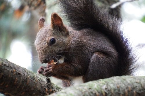 エゾリスくんとキノコ