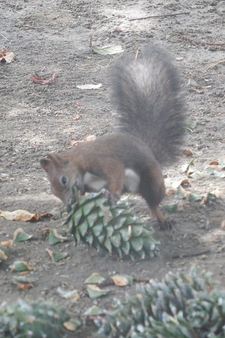 我が家の庭の秋…エゾリスくんｅｔｃ．．．