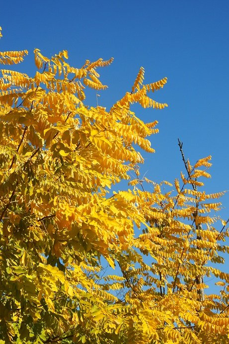 知る人ぞ知る的な紅葉・黄葉スポット～♪