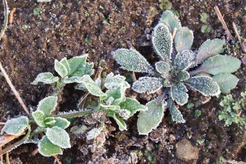 初霜も降りて…