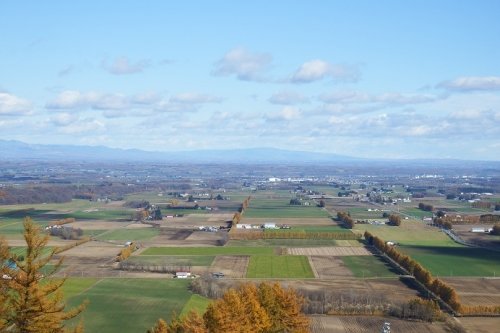 黄金色のカラマツ防風林・芽室～中札内方面
