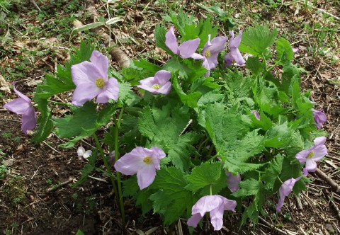 行ってきました!　野草園～♪