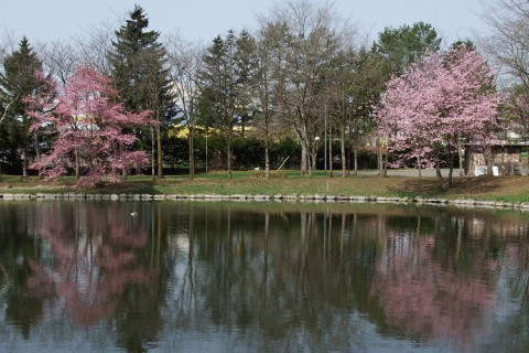 新得の桜めぐり～♪
