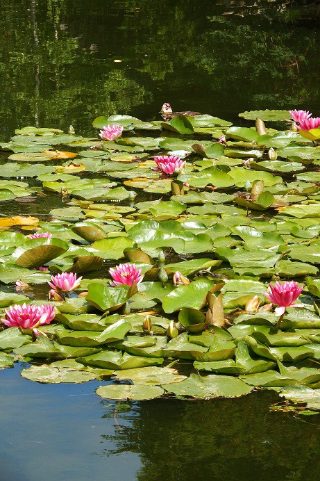 睡蓮～♪　見ごろは今月いっぱい