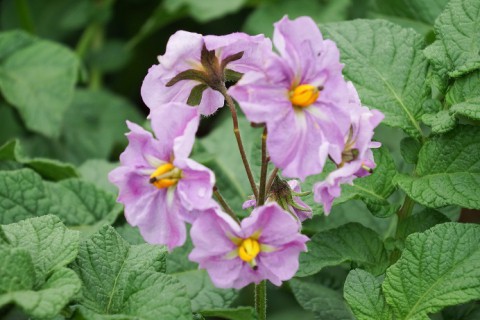 十勝のイモは美味しいよ～♪