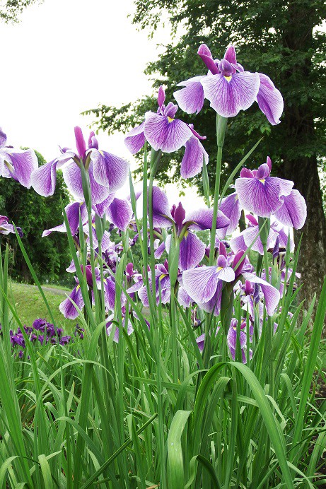 芽室・花菖蒲園に行ってきました