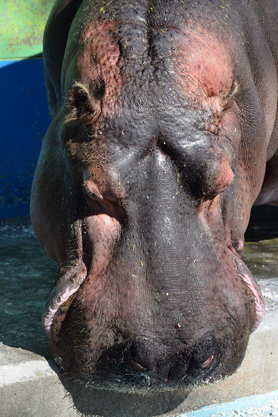 夏季営業終了間際のおびひろ動物園