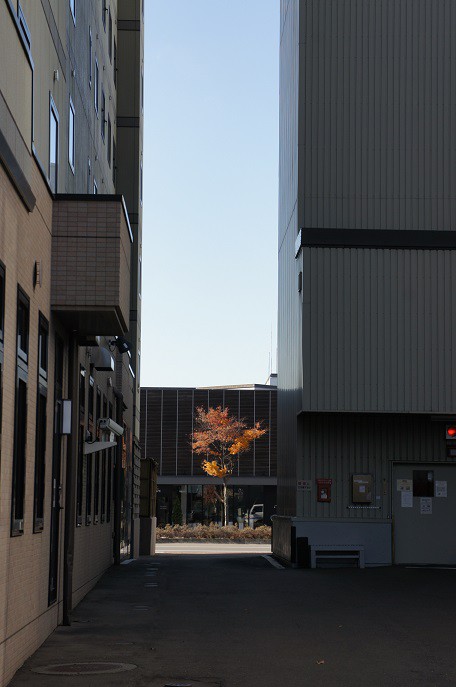 市中心部の紅葉