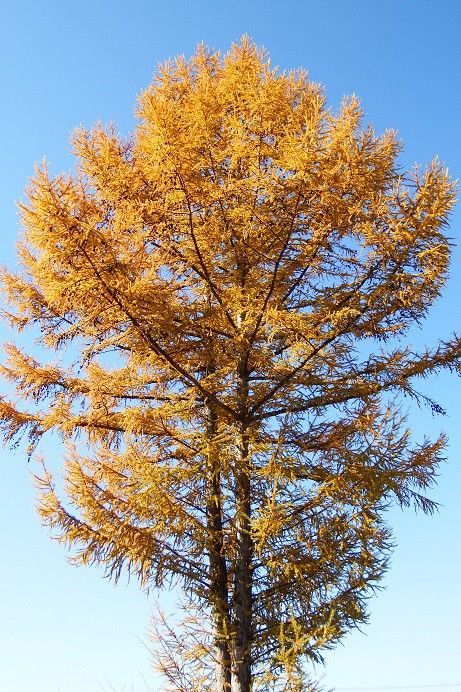 続・晩秋の十勝～カラマツの黄葉