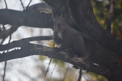 ウチのエゾリーくん～♪　その2