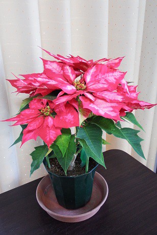 花の名前が出てこない!!