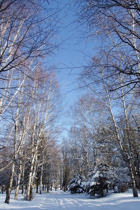 雪降り後の景色