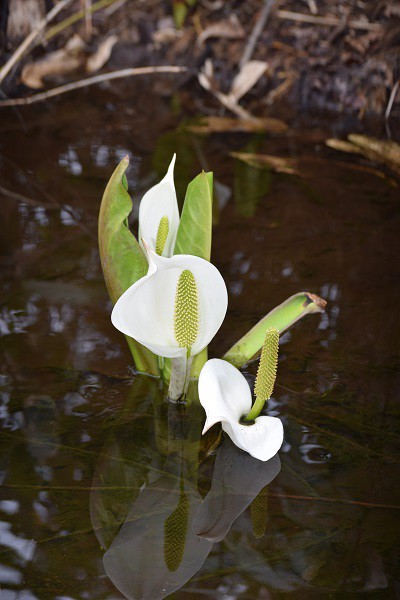 水芭蕉の群落を発見!!