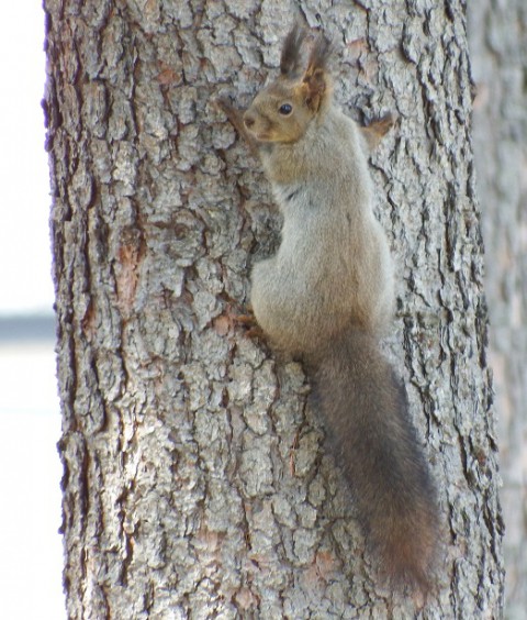 近所で見かけたエゾリスくん～♪