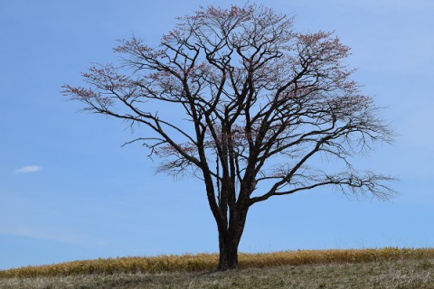 十勝の桜探訪(その1・大樹町)
