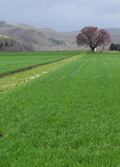 十勝の桜探訪(その3・新得町屈足)