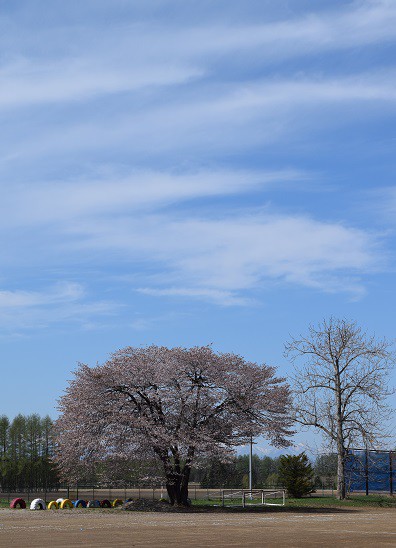 十勝の桜探訪(その6・士幌町)