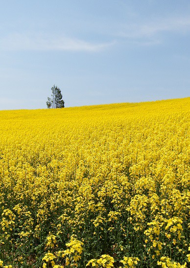音更メロディーラインの菜の花畑～♪