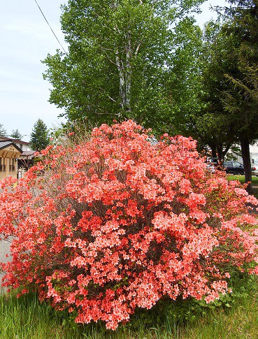 花、はな、hana～♪